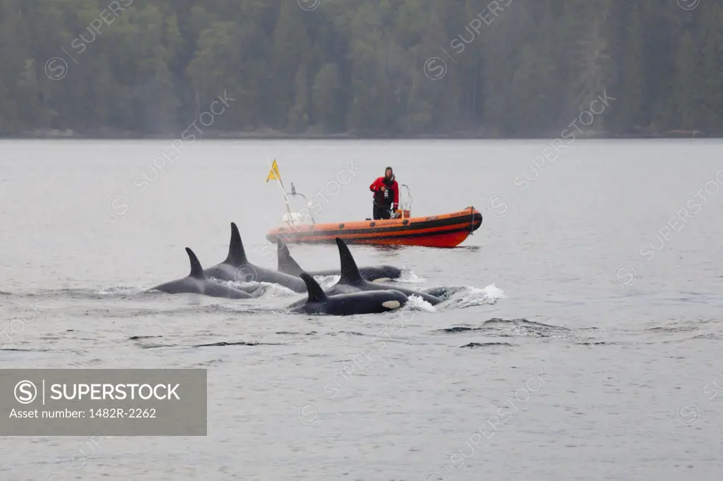Researchers following Killer whales (Orcinus orca), Blackfish Sound, Vancouver Island, British Columbia, Canada