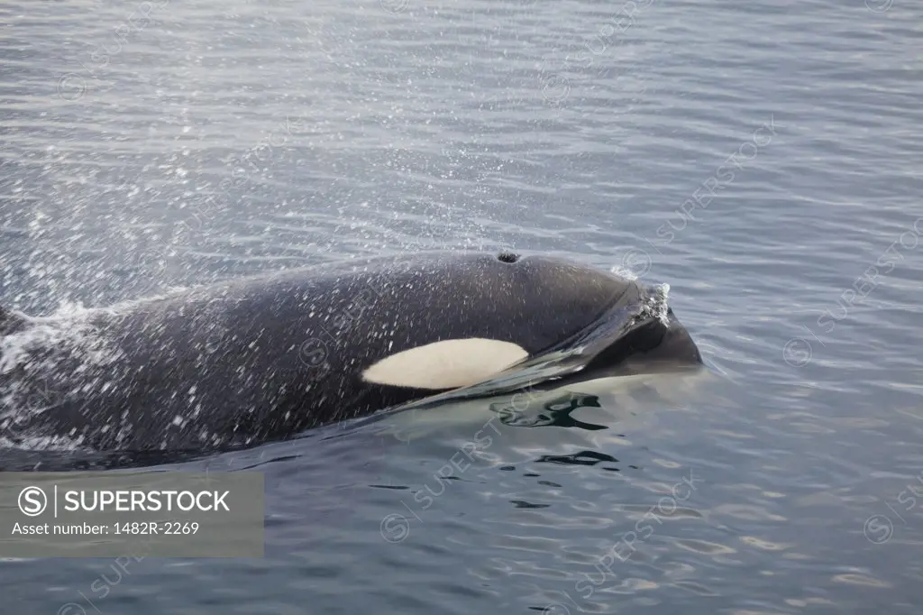 Killer whale (Orcinus orca) spraying water, Blackfish Sound, Vancouver Island, British Columbia, Canada