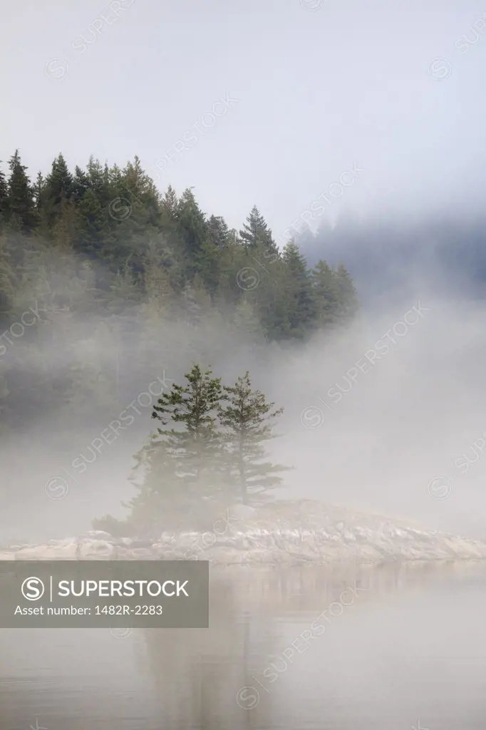 Trees covered with fog, Great Bear Rainforest, British Columbia, Canada