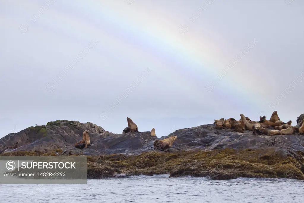 Colony of Steller sea lions (Eumetopias jubatus) on the coast, Storm Islands, British Columbia, Canada