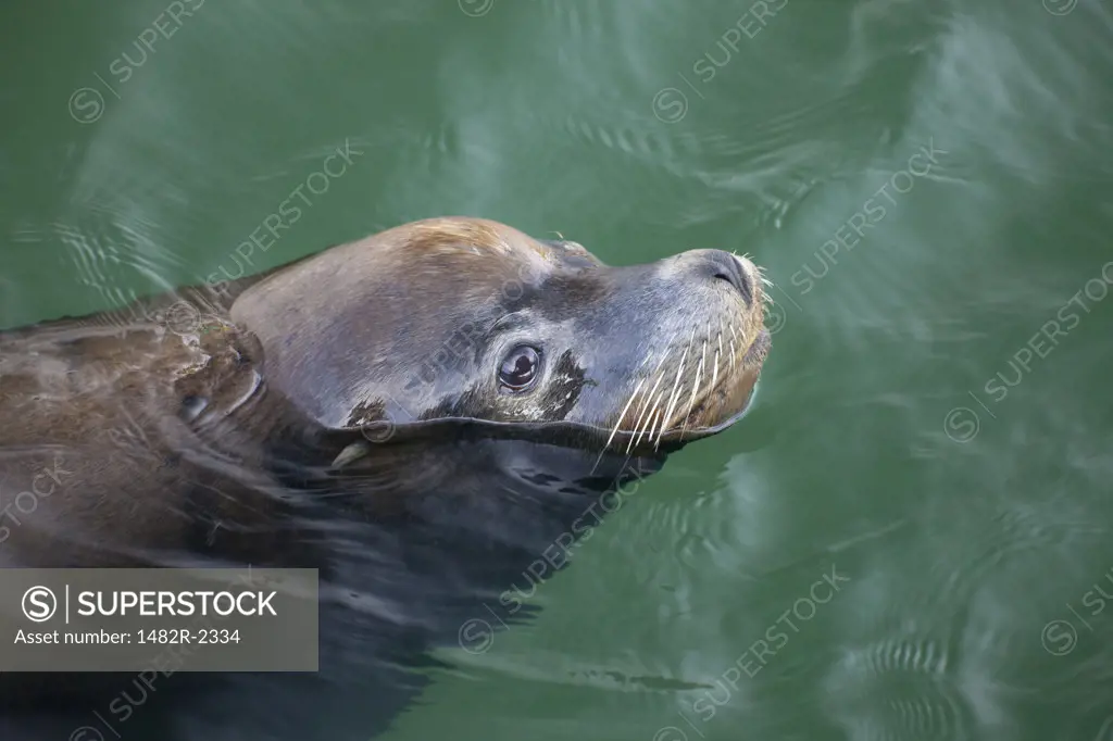 USA, Oregon, Charleston, California Sea Lion (Zalophus californianus) swimming in harbor