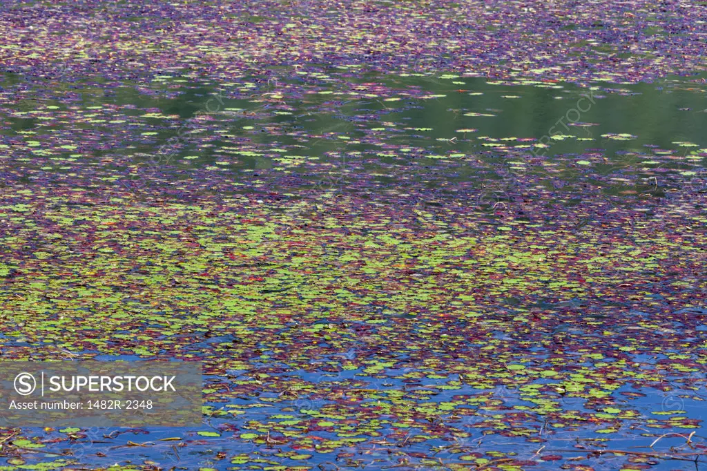 USA, Oregon, Colorful duck weed on Tahkenitch Lake