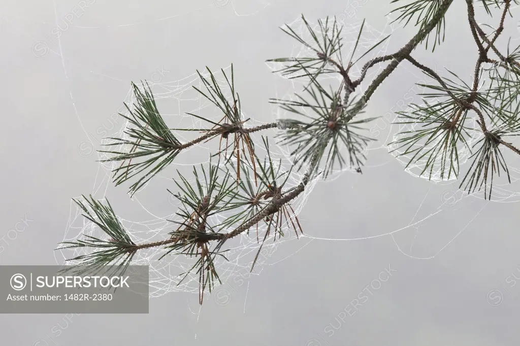 Pine bough with spiderwebs on foggy morning