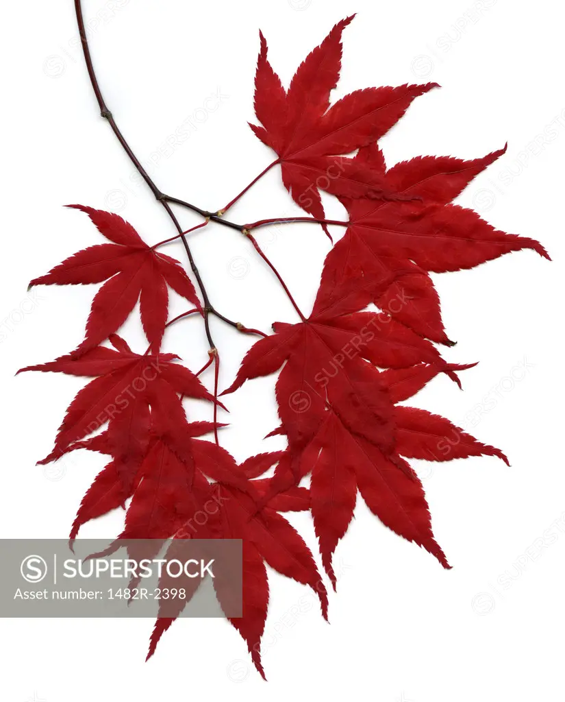 Red Japanese Maple (Acer palmatum) leaves
