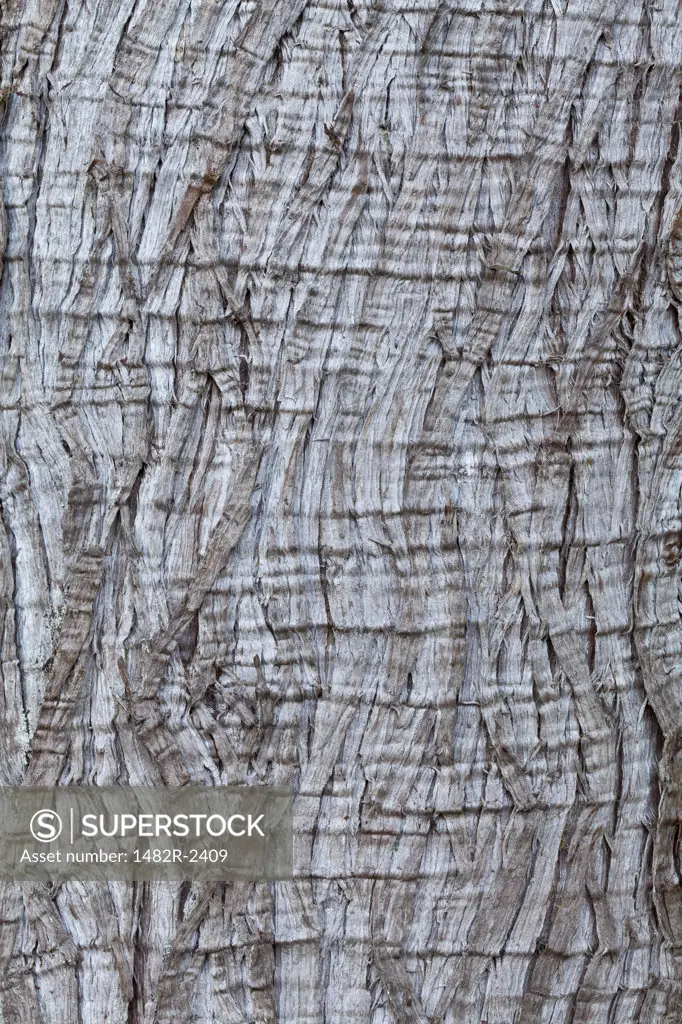 Western red cedar (Thuja plicata) bark, Washington State, USA