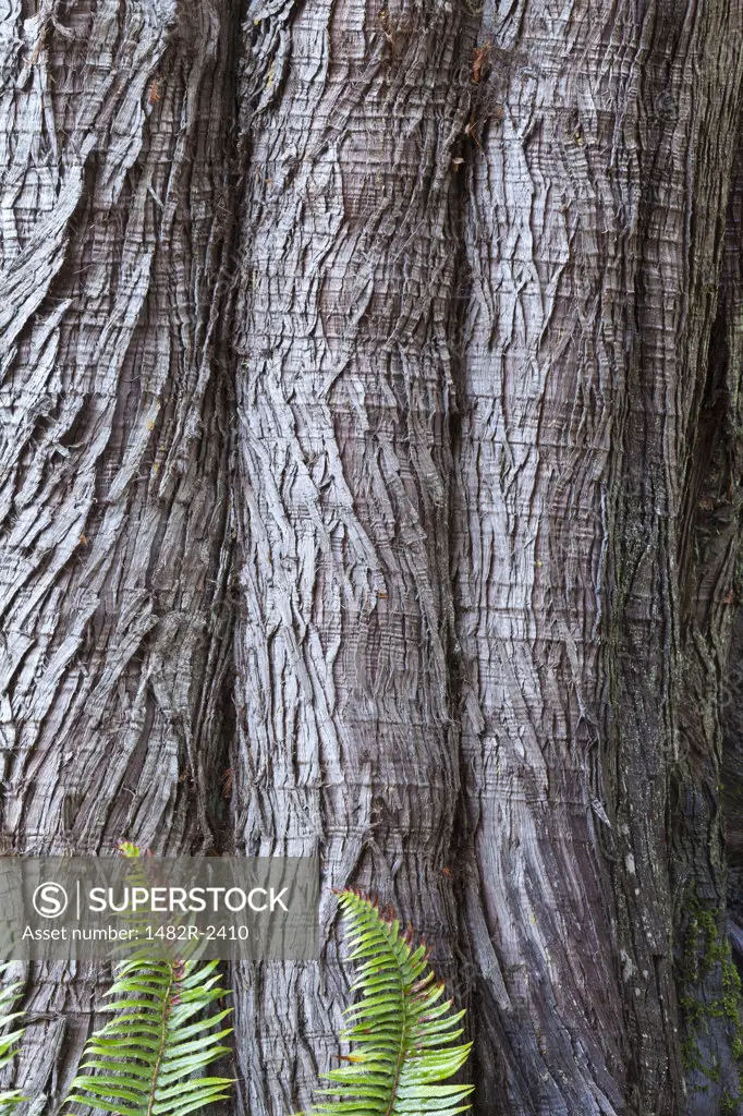 Western red cedar (Thuja plicata) bark with Sword ferns (Polystichum Munitum) at base, Washington State, USA