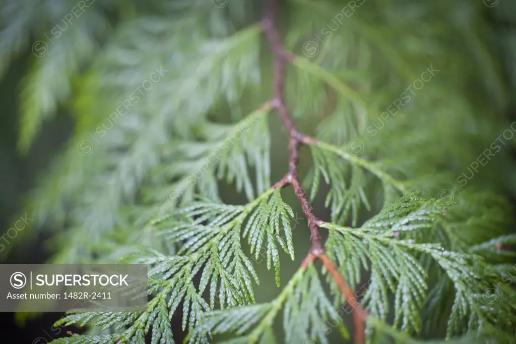 Western red cedar (Thuja plicata) branch, Washington State, USA