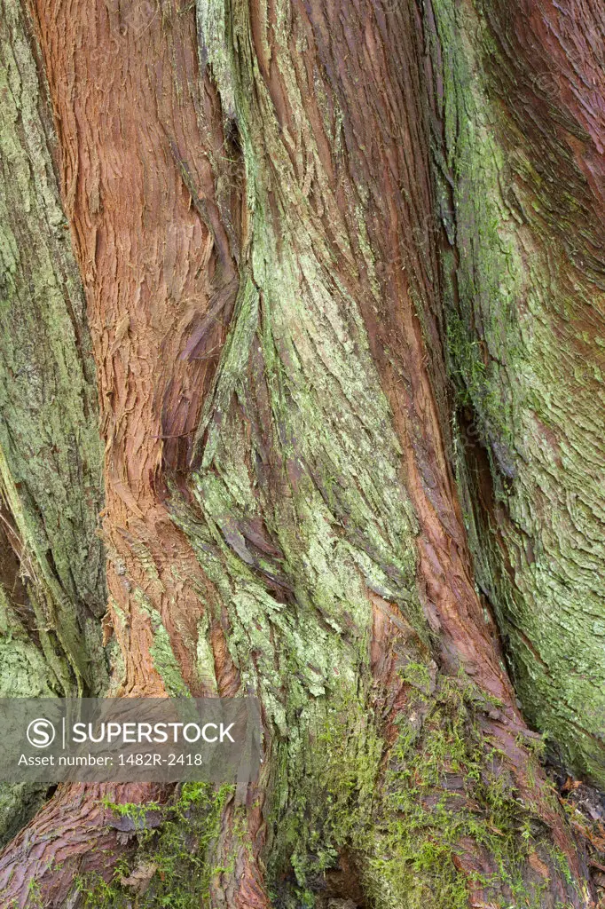 Western Red cedar trunk, Guillemot Cove Nature Reserve, Seabeck, Kitsap County, Washington State, USA