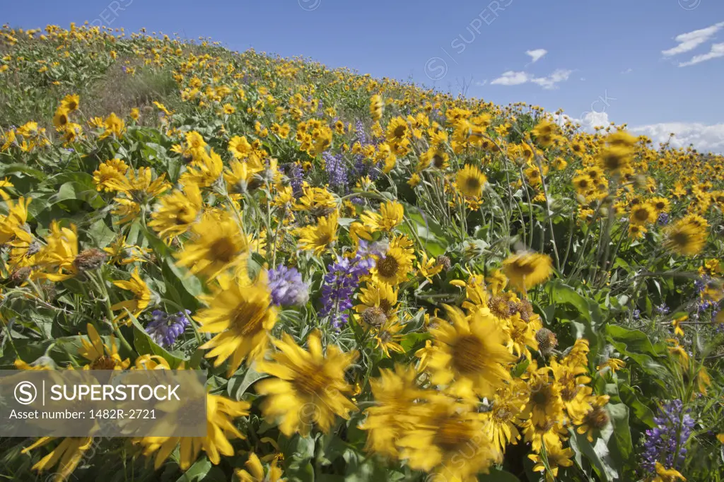 USA, Oregon, Columbia River Gorge, Meadows east of Mosier