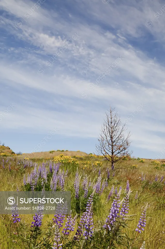 USA, Oregon, Columbia River Gorge, Flowers along Historic Columbia River Highway from Mosier to Hood River