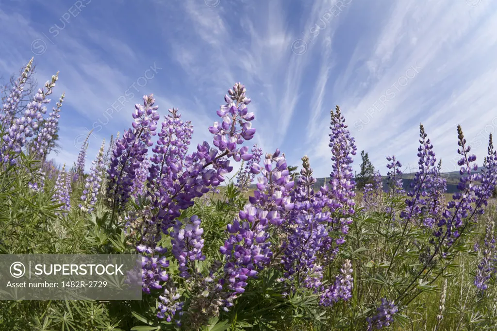 USA, Oregon, Columbia River Gorge, Historic Columbia River Highway from Mosier to Hood River, Lupine