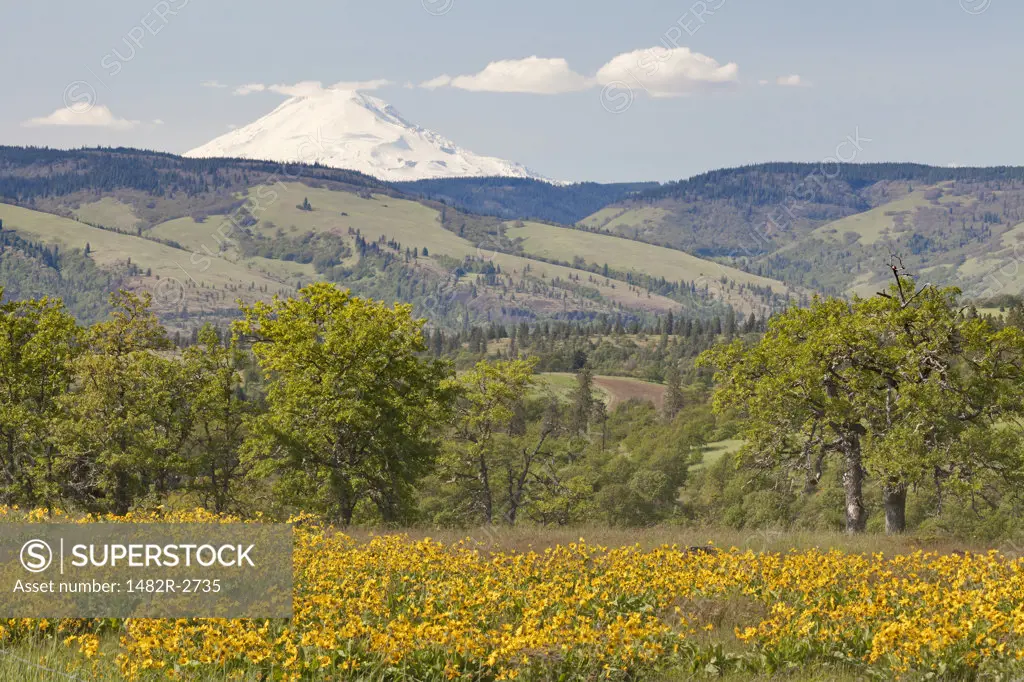 USA, Oregon, Dry Creek Road South of Mosier, Meadow with wildflowers with Mount Adams in background