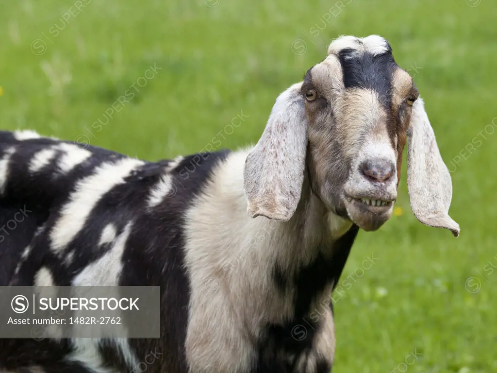 USA, Oregon, Columbia River Gorge, Portrait of goat