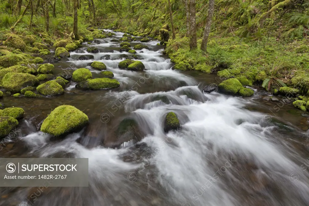 USA, Oregon, Columbia River Gorge, Gorton Creek, Scenic view of stream in forest