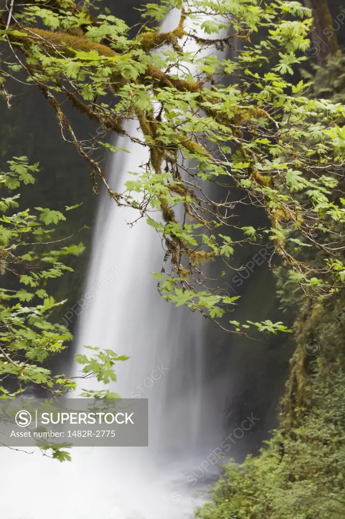 USA, Oregon, Columbia River Gorge, Eagle Creek Trail, Metlako Falls, Scenic view of waterfall