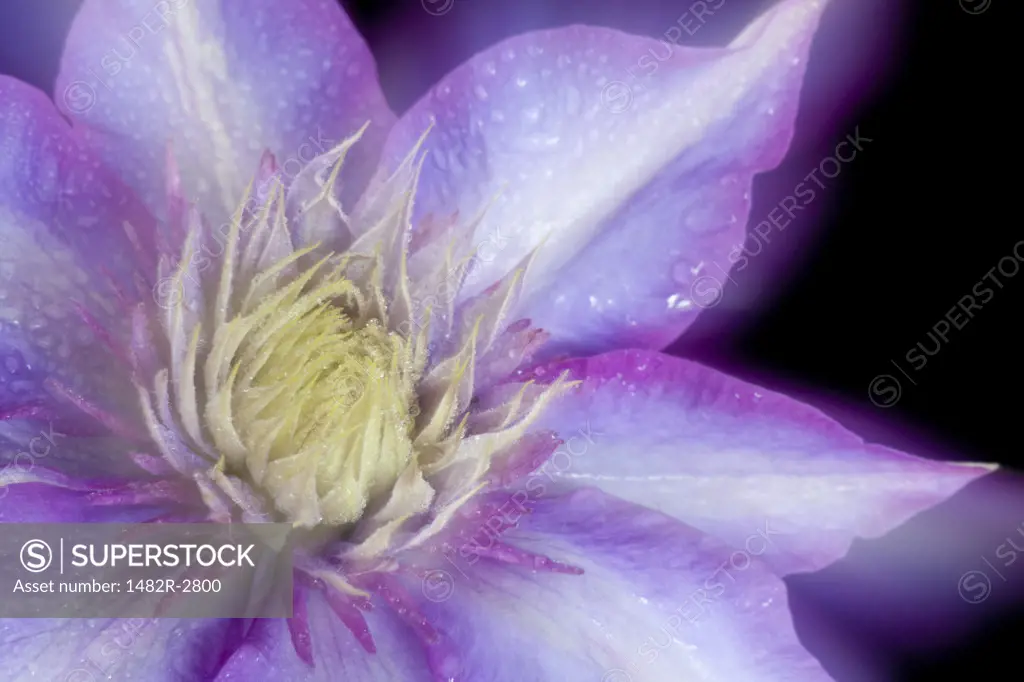 Clematis on black background