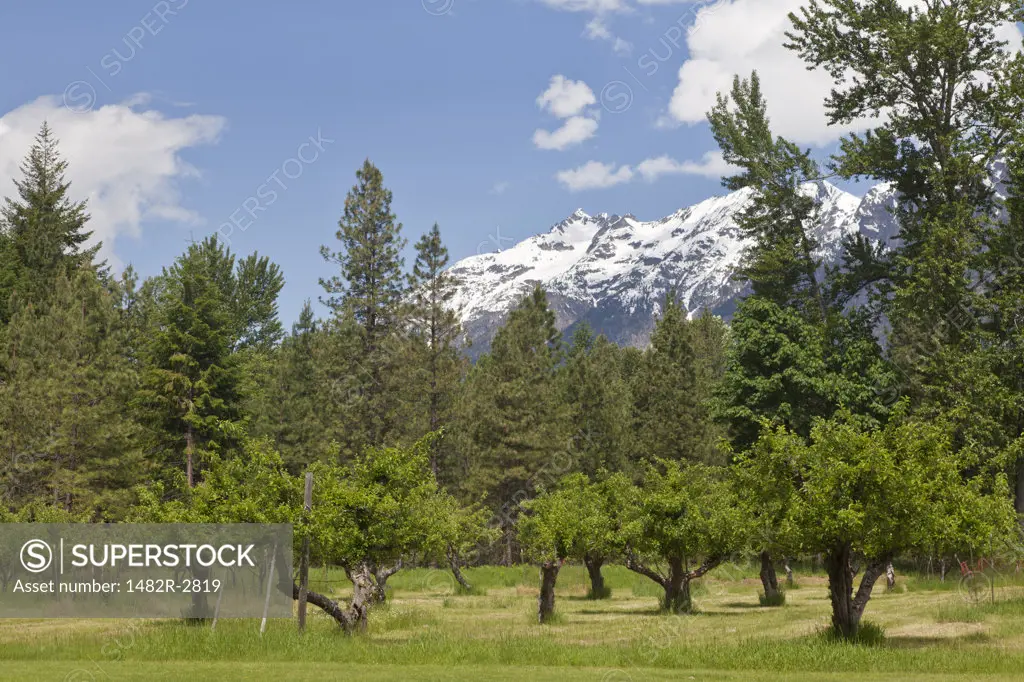 USA, Washington State, Stehekin, North Cascades National Park, Historic Buckner Orchard and Homestead, Buckner Homestead Heritage Foundation, Trees and Mountains