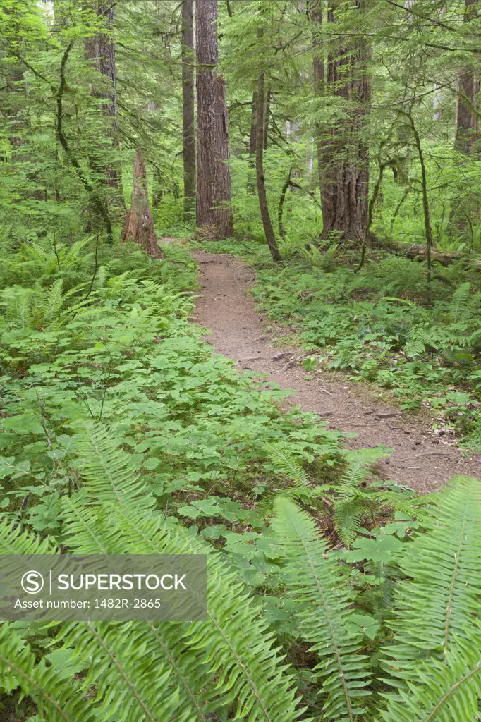 USA, Washington State, Olympic National Forest, Skokomish River, Path Through Ferns