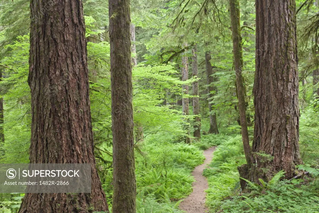 USA, Washington State, Olympic National Forest, Skokomish River, Path Through Forest