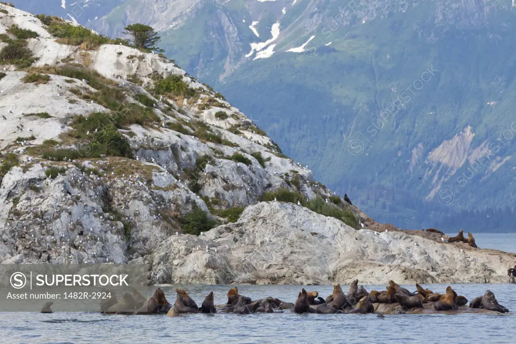 USA, Alaska, Glacier Bay National Park, Marble Island, Steller Sea Lions