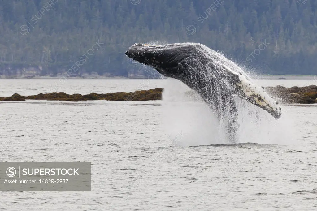 USA, Alaska, Frederick Sound, Humpback Whale Breaching