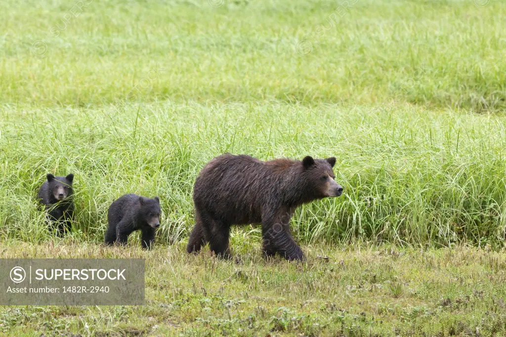 USA, Alaska, Admiralty Island National Monument, Kotznoowoo Wilderness, Tongass National Forest, Brown Bears at Pack Creek