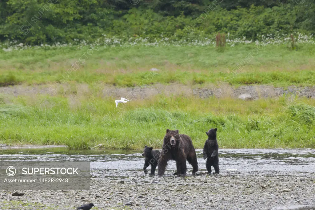 USA, Alaska, Admiralty Island National Monument, Kotznoowoo Wilderness, Tongass National Forest, Brown Bears at Pack Creek