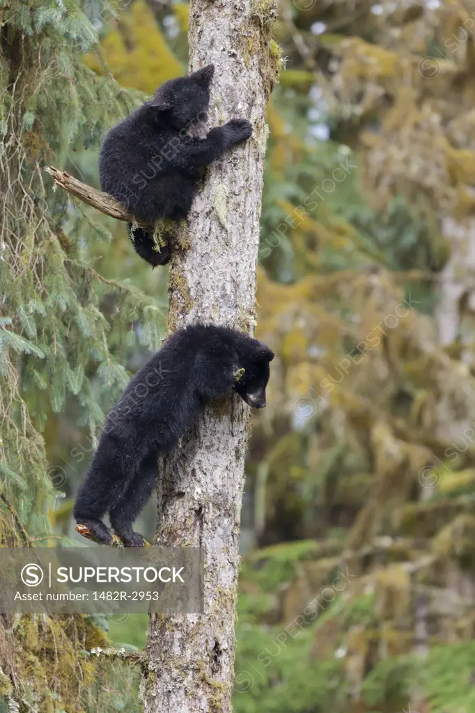 USA, Alaska, Tongass National Forest, Anan Wildlife Observatory, Black Bear Cubs Clambering Tree