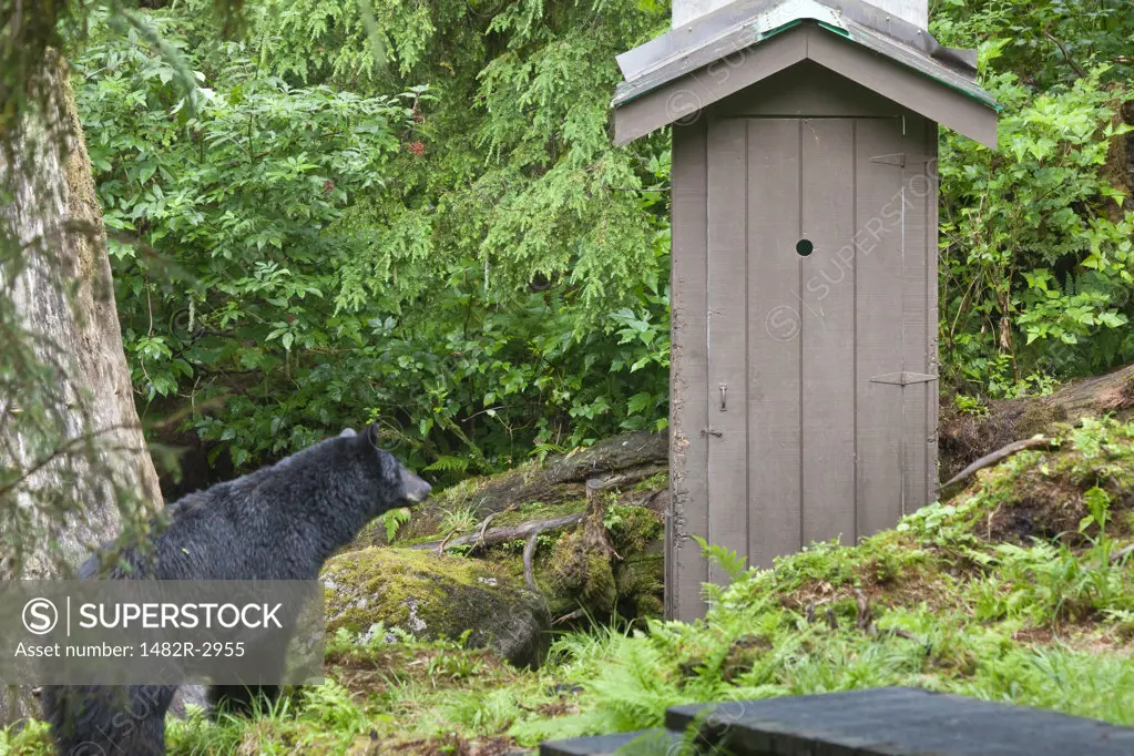 USA, Alaska, Tongass National Forest, Anan Wildlife Observatory, Black Bear Looking at Outhouse
