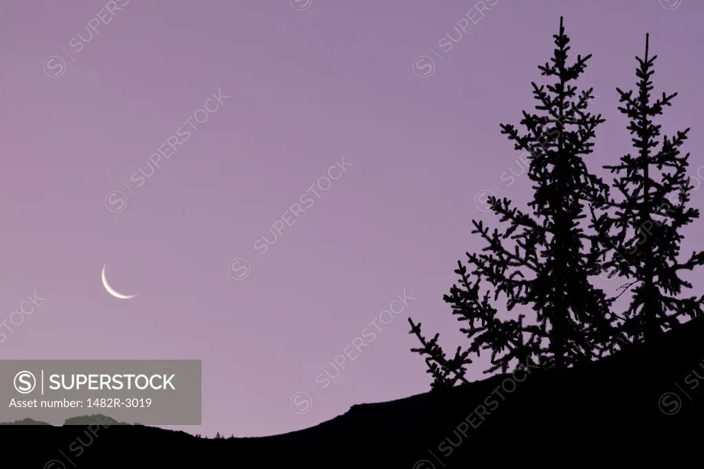 Canada, Alberta, Elbow-Sheep Wildland Provincial Park, Highwood Pass, Mount Lipsett, Silhouettes of trees at sunrise