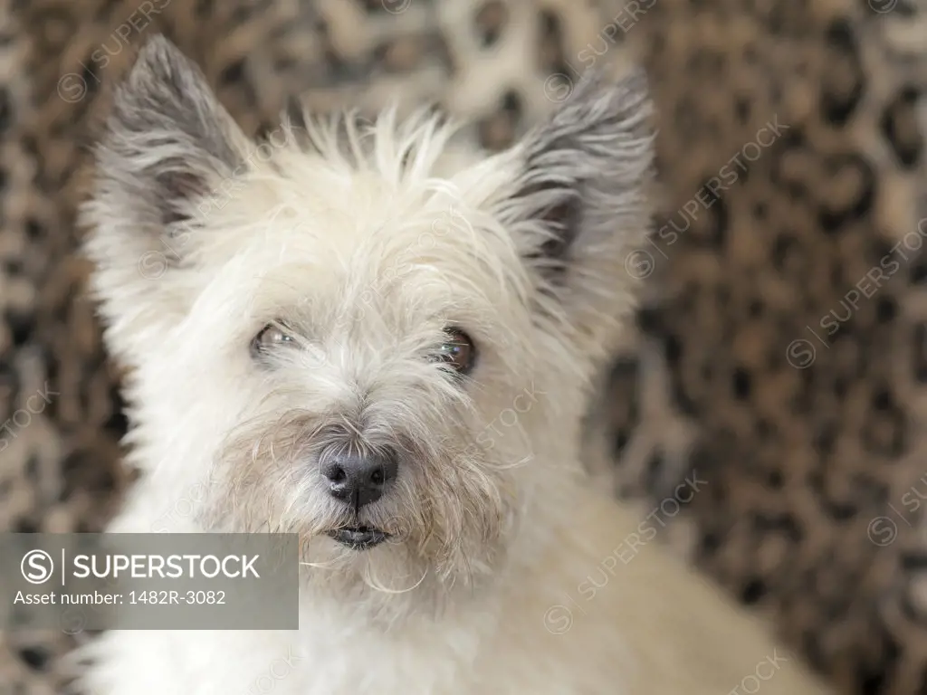Portrait of Cairn Terrier