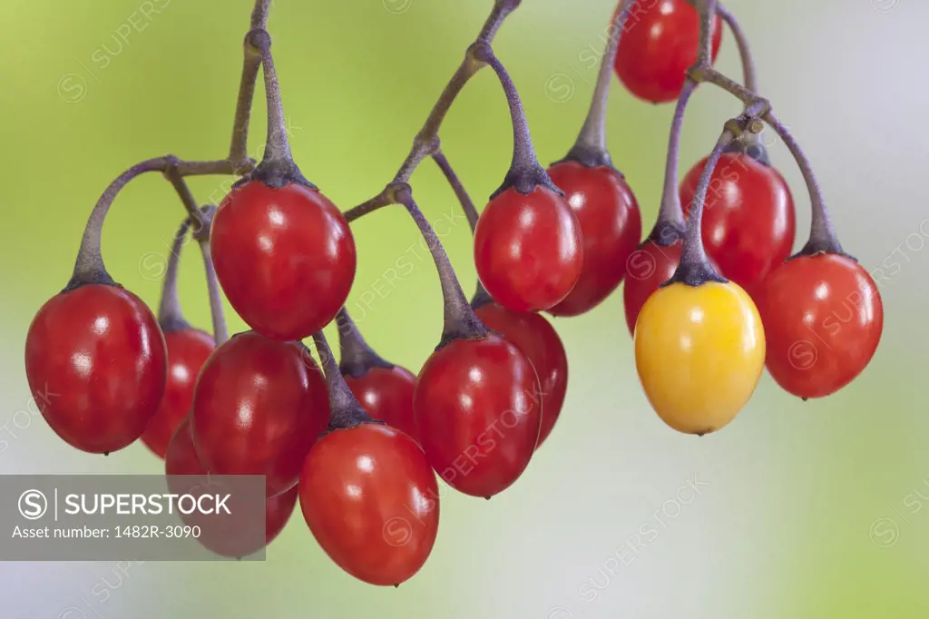 Close-up of Bittersweet nightshade (Solanum dulcamara) red berries