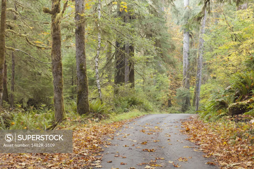 Road passing through a forest in autumn, Quinault River Road, Olympic National Park, Washington State, USA