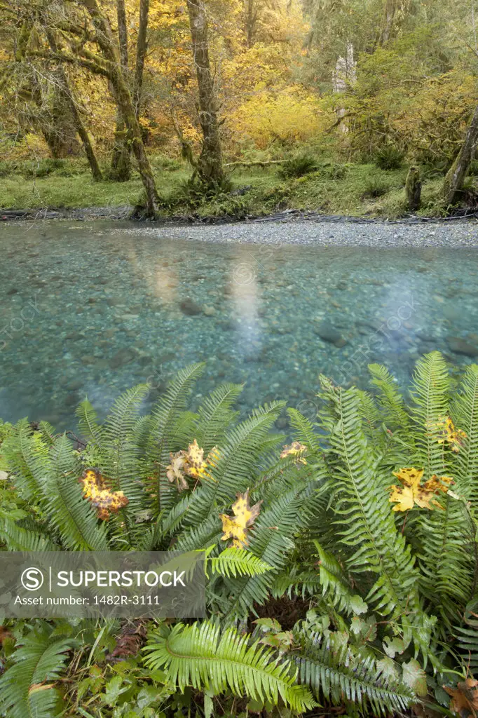 River in autumn, Quinault River, Olympic National Park, Washington State, USA