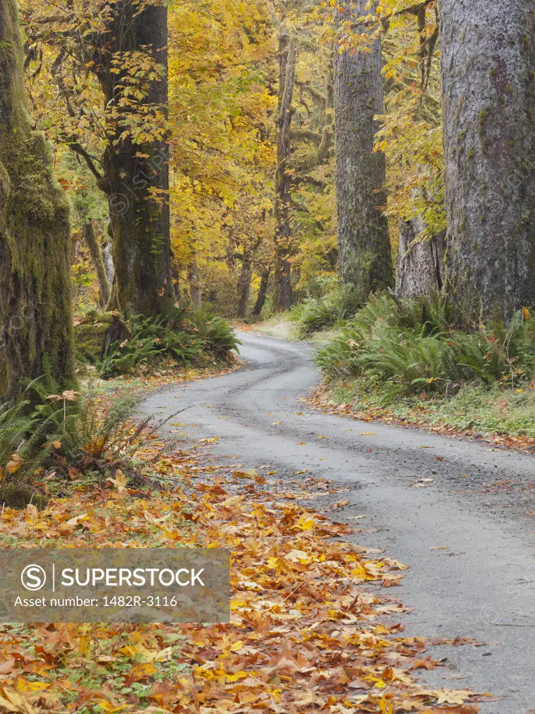 Road passing through a forest in autumn, Quinault River Road, Quinault, Olympic National Park, Washington State, USA