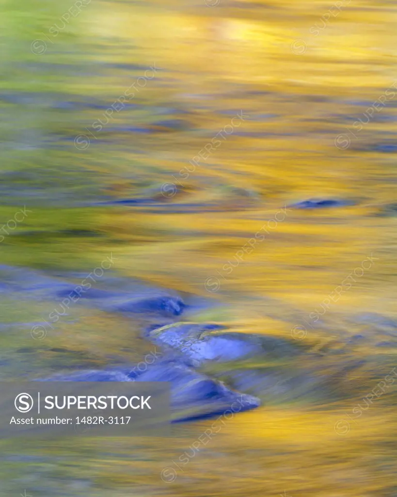 Fall color reflection in the river, Quinault River, Quinault, Olympic National Park, Washington State, USA