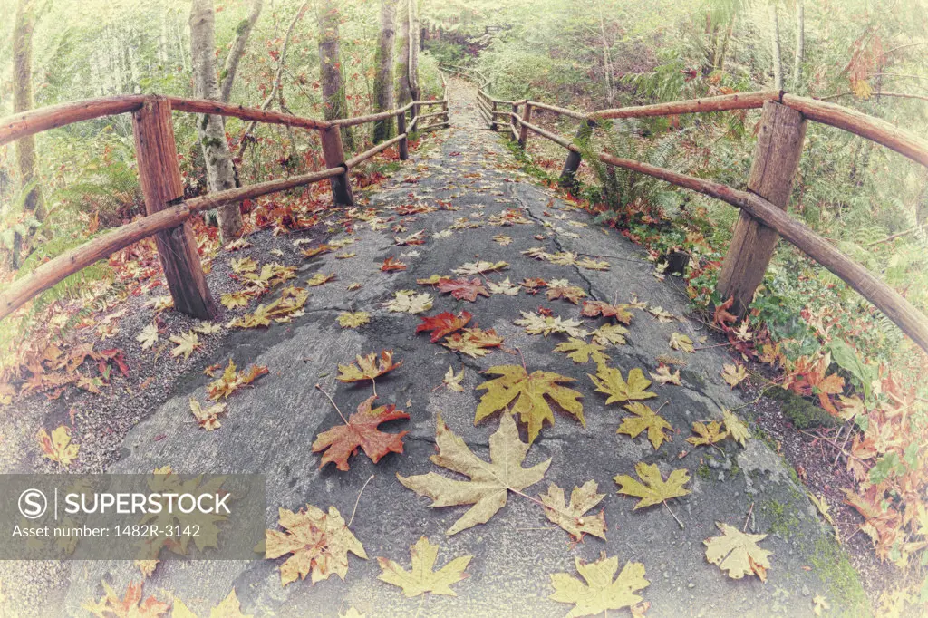 Fall forest with path and bridge