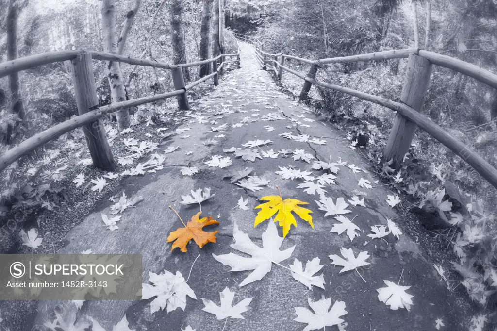 Fall forest with path and bridge