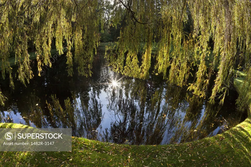 Weeping willow trees and pond