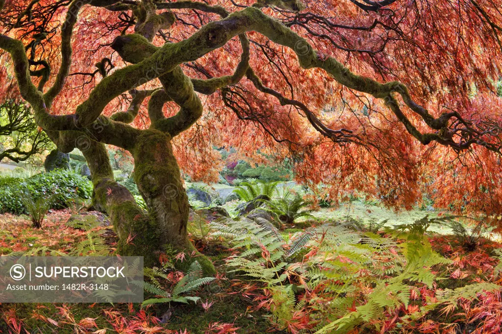 Japanese maple (Acer palmatum) tree in autumn