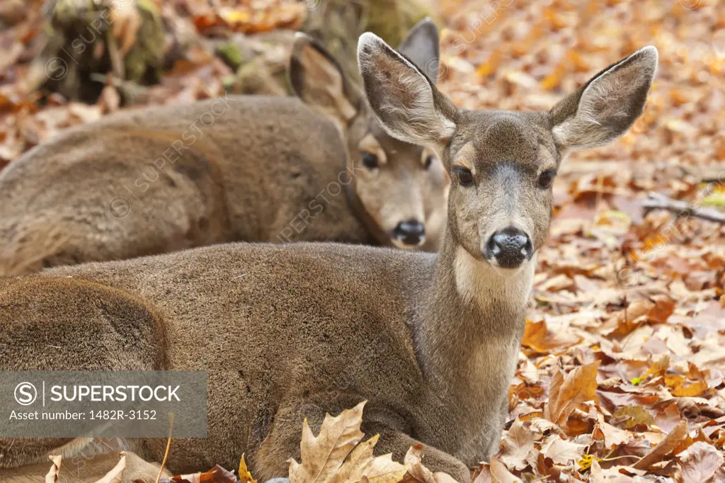 Two Black-Tailed deer (Odocoileus hemionus) resting, Olympic National Park, Washington State, USA