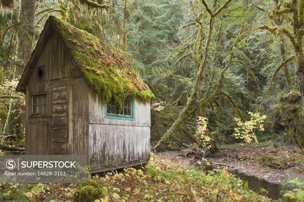 Old cabin in a forest, Olympic National Park, Washington State, USA