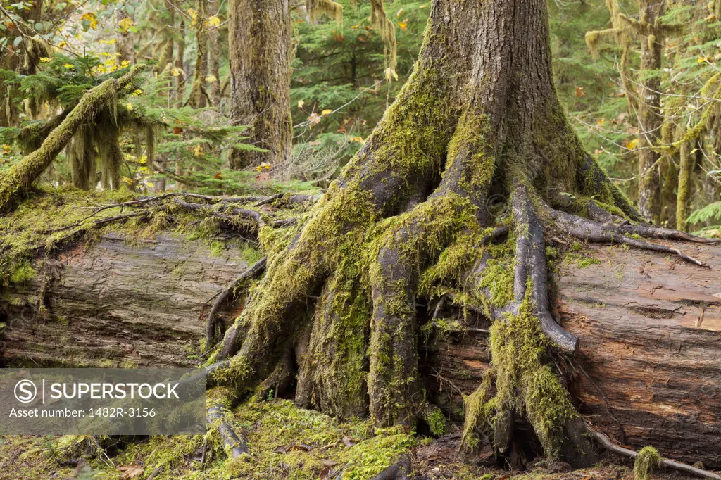 Nurse log harboring a young western hemlock, Olympic National Park, Washington State, USA
