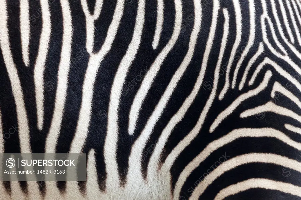 USA, California, San Diego Zoo, Zebra stripes
