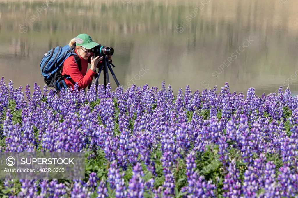 USA, California, Woman photographing Lupine, Black Butte Lake Recreation Area