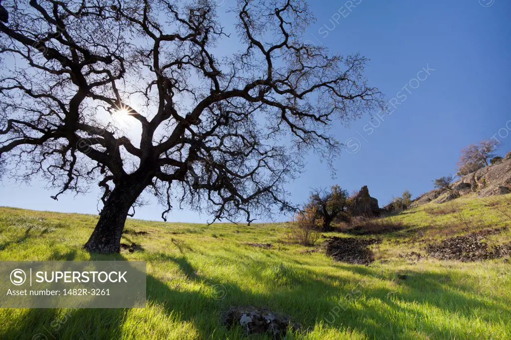 USA, California, Oak Tree, Black Butte Lake Recreation Area