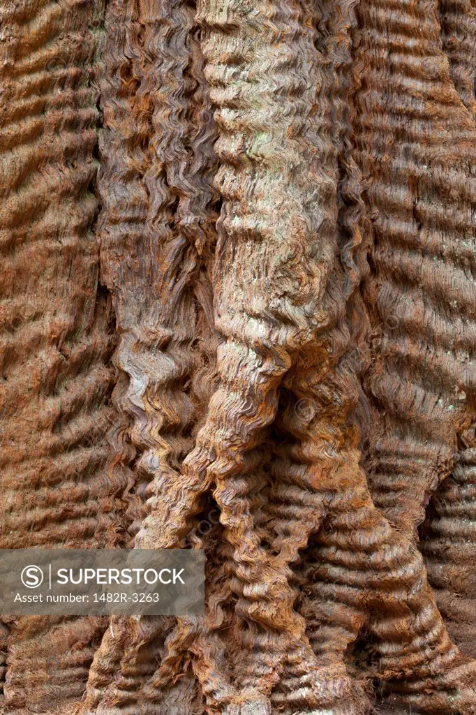 USA, California, Close up of Redwood bark, Big Basin Redwoods State Park