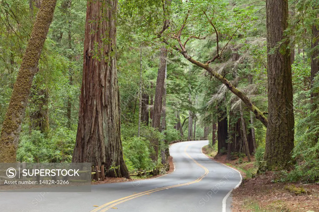 USA, California, Road through Big Basin Redwoods State Park