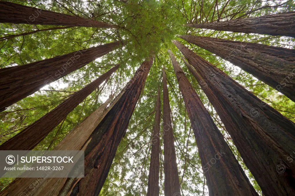 USA, California, Looking up at Redwood Trees, Big Basin Redwoods State Park