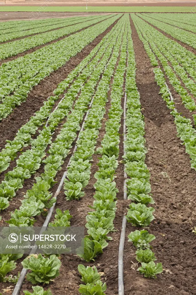 USA, California, Soledad, Lettuce crop